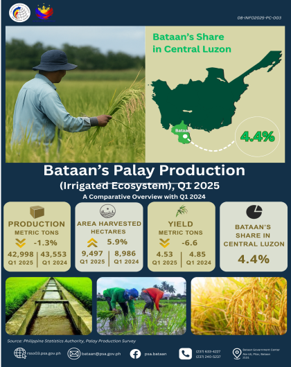 Bataan Palay Production First Quarter 2025